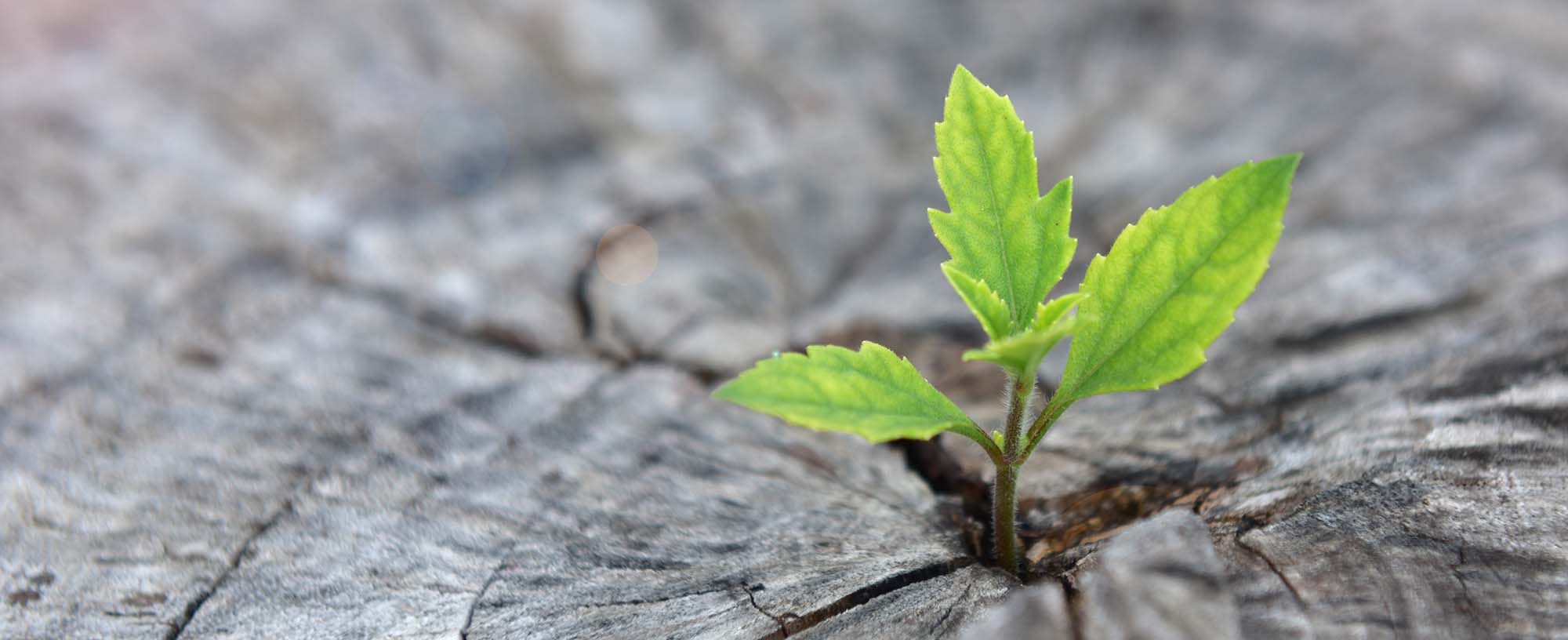 Remote Teams Change KSF 2020